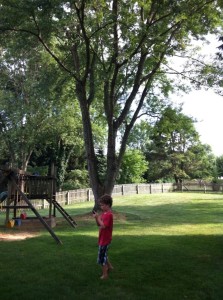 Jack at the park. Just kidding, that's our back yard. I have to push-mow that beast.